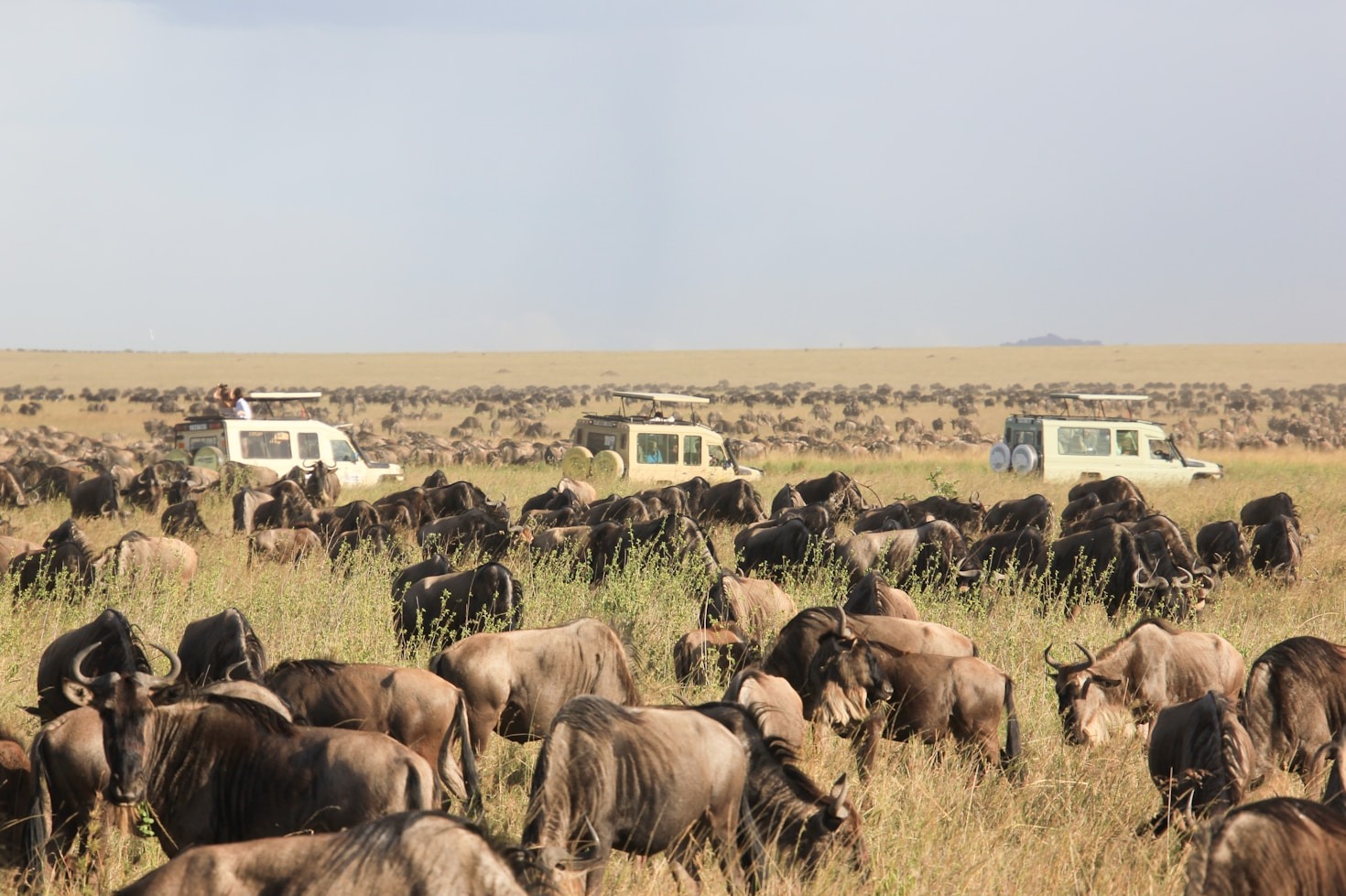 Serengeti safari tour
